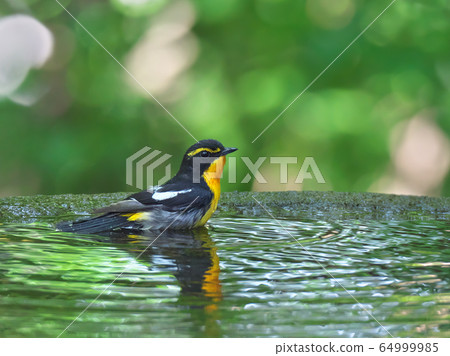 Bathing of Kibitaki 64999985