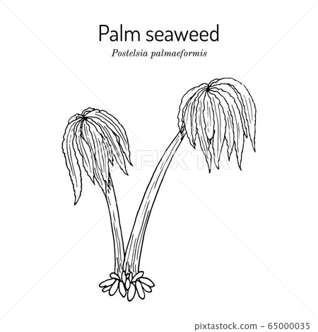 Sea palm, or palm seaweed postelsia palmaeformis , edible seaweed 65000035