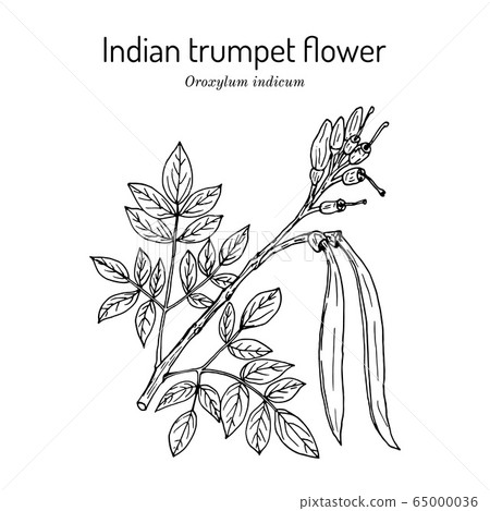 Midnight horror Oroxylum indicum , medicinal plant Midnight horror Oroxylum indicum , medicinal plant 65000036