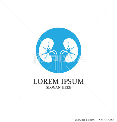 kidney vector illusrtation 65000068