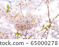 Cherry Blossoms	 65000278
