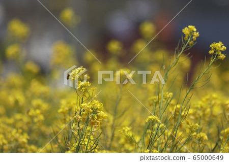 Rape flower 65000649