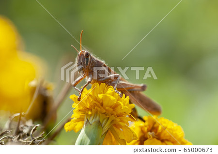 巴坦加粳稻 巴坦加粳稻 65000673