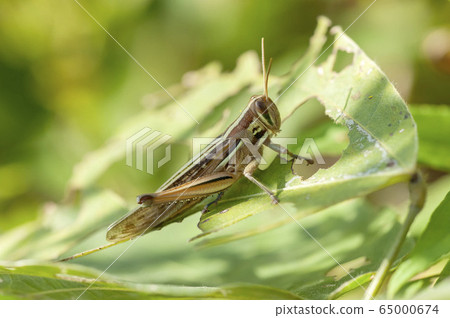 巴坦加粳稻 65000674