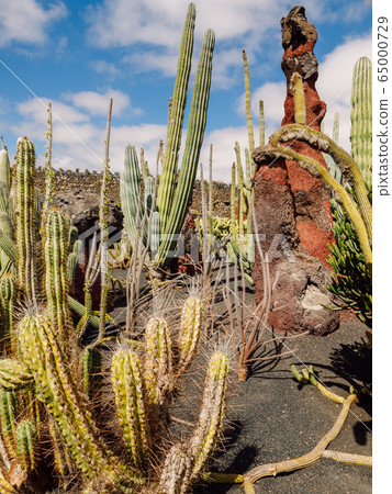 Amazing cactus plants and garden at Lanzarote island, Canary Islands 65000729