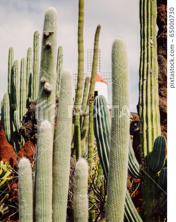 Amazing cactus plants and garden at Lanzarote island, Canary Islands 65000730