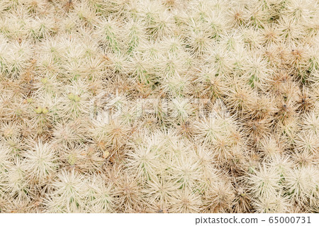 Amazing cactus plants and garden at Lanzarote island, Canary Islands 65000731