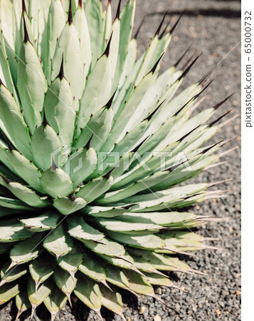 Amazing cactus plants and garden at Lanzarote island, Canary Islands 65000732