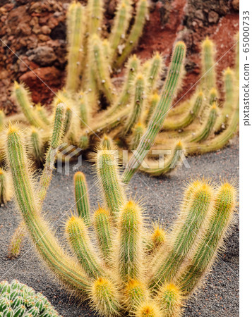 Amazing cactus plants and garden at Lanzarote island, Canary Islands 65000733