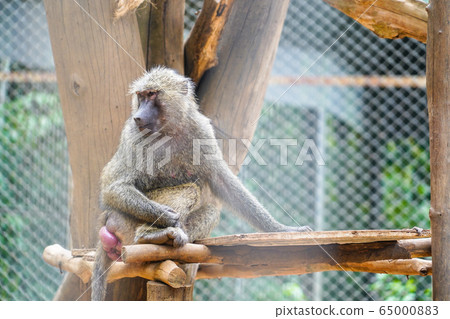Mmonkey sitting on the tree in the zoo in Phu Quoc, Vietnam. Endangered species in the world 65000883