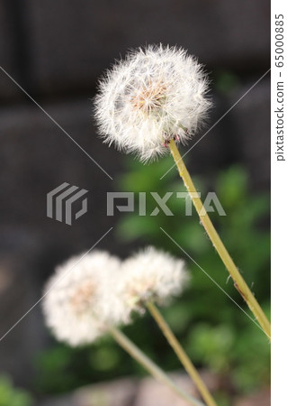 日本蒲公英絨毛 65000885