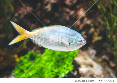 Yellow tail fusilier swimming around the ocean aquarium tank Yellow tail fusilier swimming around the ocean aquarium tank 65000903