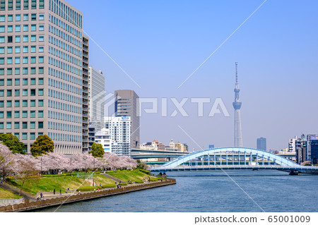Sumida River Terrace where cherry blossoms bloom in Tokyo and Eitaibashi Sky Tree 65001009