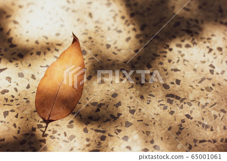 Brown leaf of Cinnamomum camphora tree Brown leaf of Cinnamomum camphora tree 65001061