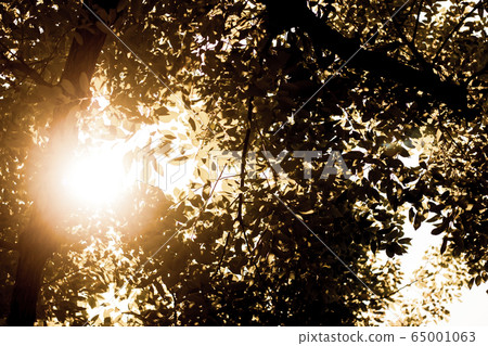 Sun light and Cinnamomum camphora tree Sun light and Cinnamomum camphora tree 65001063