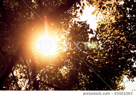Sun light and Cinnamomum camphora tree Sun light and Cinnamomum camphora tree 65001065