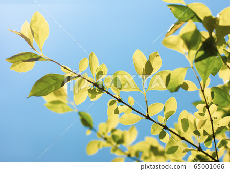 Green leaf of Duranta repens tree Green leaf of Duranta repens tree 65001066