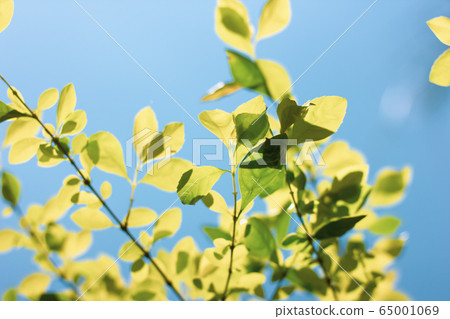 Green leaf of  Duranta repens tree 65001069