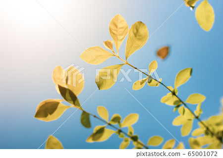 Green leaf of  Duranta repens tree 65001072