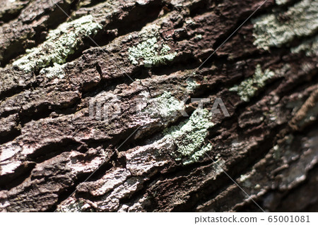 Cinnamomum camphora tree Cinnamomum camphora tree 65001081