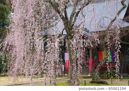 永福寺(千葉市)垂枝盛開的櫻花 永福寺(千葉市)垂枝盛開的櫻花 65001194