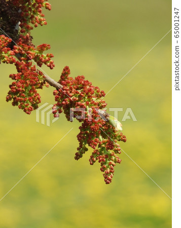 Green tree flower Green tree flower 65001247