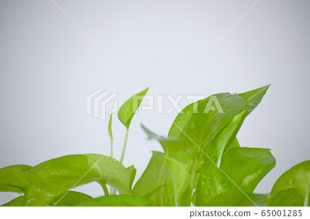 Golden pothos. Epipremnum aureum on white background in the living room home and garden. Golden pothos. Epipremnum aureum on white background in the living room home and garden. 65001285