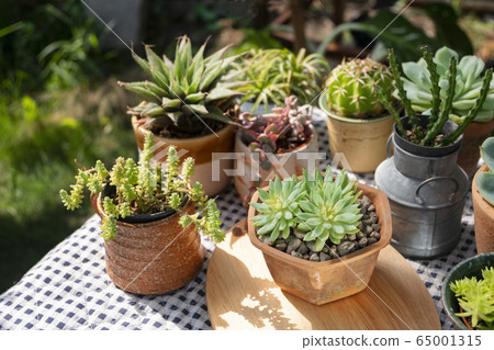Selective focus of green succulent plant clay pot on plaid fabric table cover with morning sunlight background Selective focus of green succulent plant clay pot on plaid fabric table cover with morning sunlight background 65001315