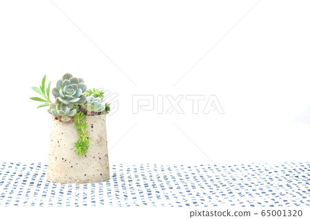 Bunch of pale blue echeveria succulent plant in ceramic pot on plaid fabric table clothe ,white background 65001320