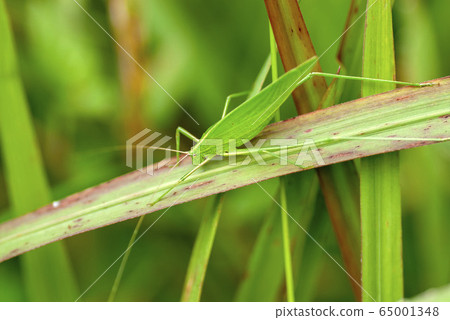 Phaneroptera楹 65001348