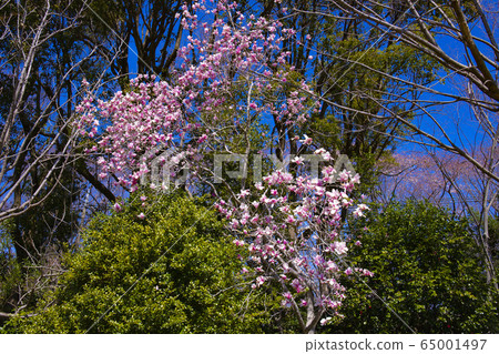 粉色kobushi花 粉色kobushi花 65001497
