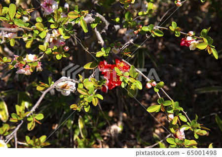 模糊的鮮花 模糊的鮮花 65001498