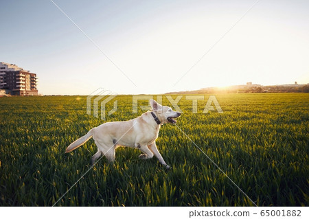 Dog running on field at sunset 65001882