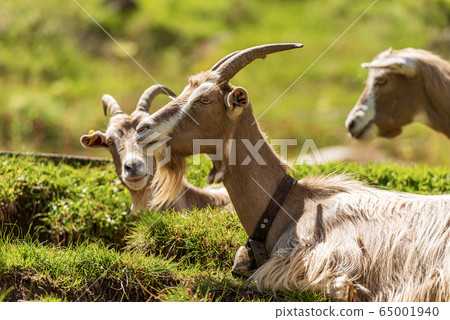 Group of three Mountain Goats on Green Grass - Italian Alps Group of three Mountain Goats on Green Grass - Italian Alps 65001940