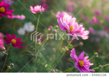  宇宙領域 65002136