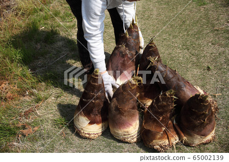 Big bamboo shoot Big bamboo shoot 65002139