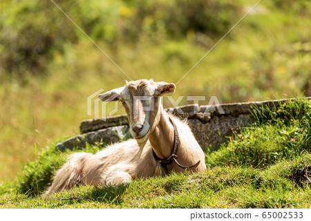 Mountain goat resting on green grass - Italian Alps Mountain goat resting on green grass - Italian Alps 65002533