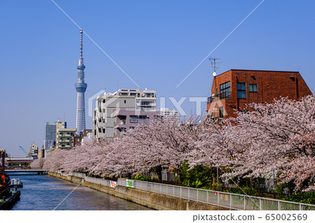 東京,住吉,橫河川櫻花和天空樹 東京,住吉,橫河川櫻花和天空樹 65002569