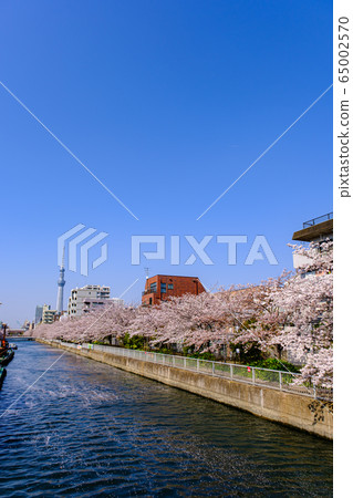 東京,住吉,橫河川櫻花和天空樹 東京,住吉,橫河川櫻花和天空樹 65002570