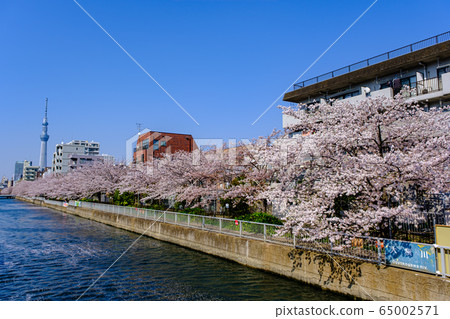 Tokyo, Sumiyoshi, Oyokogawa cherry blossoms and sky tree Tokyo, Sumiyoshi, Oyokogawa cherry blossoms and sky tree 65002571