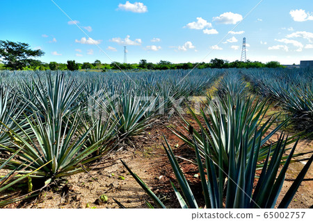 Tequila agave field 65002757
