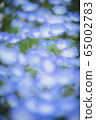 Nemophila 65002783