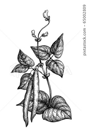Ink sketch of common bean Ink sketch of common bean 65002809