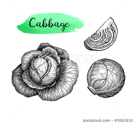 Ink sketch of cabbage Ink sketch of cabbage 65002810