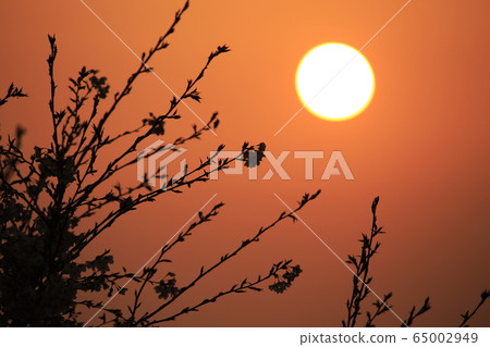 Arao City Yozan Shrine evening view, 65002949