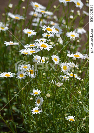 French Giku 65002985