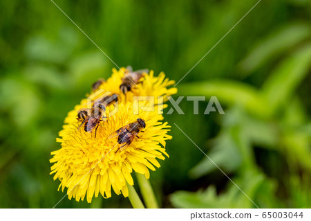 鮮花和阿布 65003044