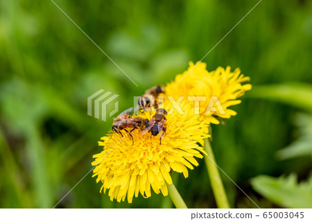 鮮花和阿布 65003045