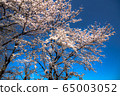 Full bloom cherry tree 65003052