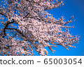 Cherry Blossoms	 65003054